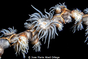 Wire coral with very big polipes by Jose Maria Abad Ortega 